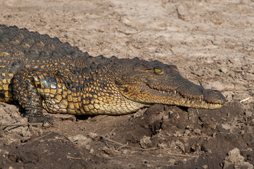 chobe river Botswana