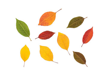 Colored autumn leaves isolated on white background. Flat lay, top view.