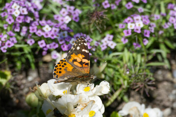 Painted Lady (Vanessa Cardui) Butterfly with open wings perched on white flower in Zurich, Switzerland