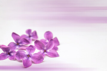 A blooming branch of lilacs. Lilac flowers on a light background. A bunch of lilac flowers.