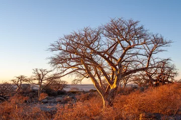 Fototapete Rund sunrise baobabs Kubu Island Botswana © Milano Photo Events