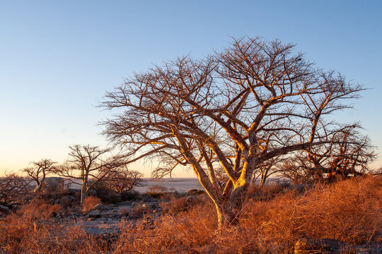 sunrise baobabs Kubu Island Botswana
