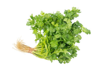Bunch of green Coriander,cilantro,Parsley leaves (Coriandrum sativum) isolated on white background