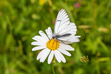 Schmetterling - Wei&szlig;ling - Baum-Wei&szlig;ling - Falter - Blume
