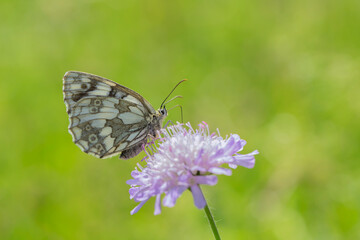 Marbled white butterfly (Melanargia galathea).