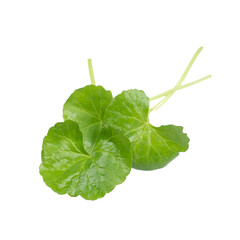 Asiatic Leaf Herb gotu kola, indian pennywort, centella asiatica, tropical herb isolated on white background. ayurveda herbal medicine inhibited or slowed growth of cancer cells Help prevent cancer
