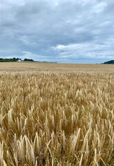 field of wheat - 444066537