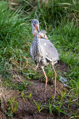 Obraz premium Graureiher 87