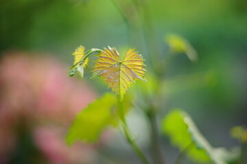 Beautiful younggreen grape leaves grow in a summer day. Art soft blurred focus