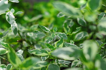close up of caricature plant leaves