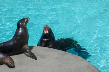 Zwei röhrende brüllende Seelöwen in einem paradiesischen türkisen Schwimmbecken. Schwarze Robbenart mit weit aufgerissenen Mäulern, Schnurrbarthaaren und spitzen Zähnen.
