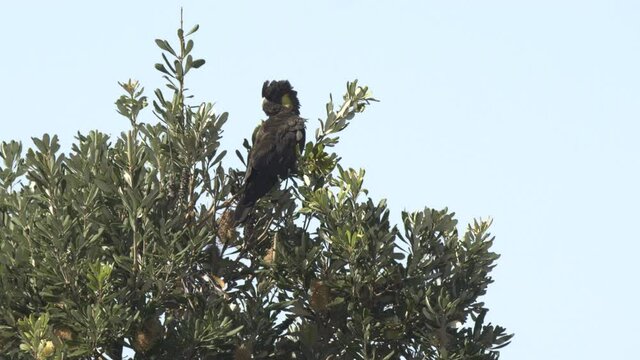 a yellow-tailed black cockatoo in a banksia tree at forster in nsw, australia