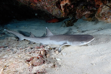 A picture of a reef whitetip shark