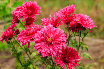 Beautiful chrysanthemum in a garden
