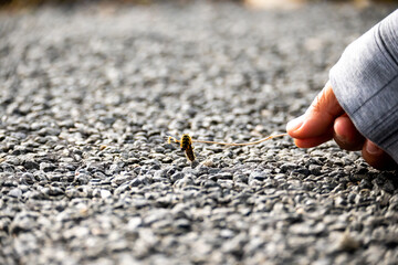 little bug being held up by a stick