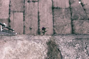 Flower Fighting Trough The Concrete Ground For Life