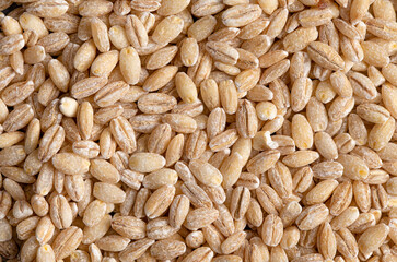 Background of Barley Wheat Up Close