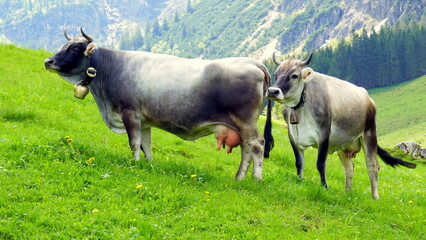 zwei graue Kühe mit Glocken stehen auf einer grünen Alm vor hohen Bergen mit Wald im Kleinwalsertal