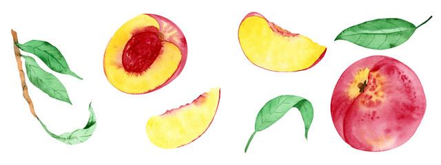 Set of watercolor fruit elements of peaches - fruit, slice and  leaves, isolated on a white background.