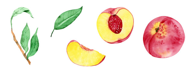 Set of watercolor fruit elements of peaches - fruit, slice and  leaves, isolated on a white background.