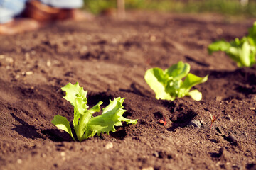 Lettuce seedlings growing in a garden bed in an allotment in spring