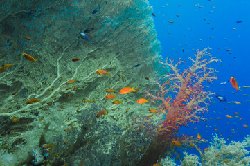 Coral and fish