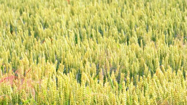 beautiful summer landscape, yellow ripening ears of wheat on field, plants sway in the wind, concept of harvest, bread production, agricultural sector of country's economy, banner