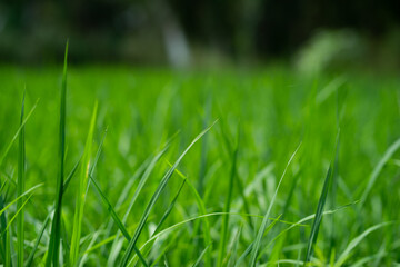 Green rice plants in the field
