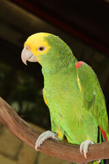 Green parrots macaws kissing, green parrot bird on the territory of Xcaret, famous ecotourism park on the mexican Riviera Maya, Quintana Roo, Yucatan, Mexico