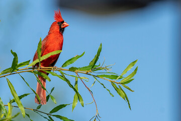 bird on a branch