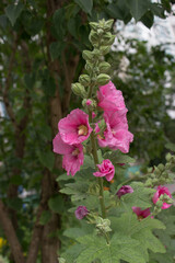 Beautiful flower of pink mallow close up near delicate petals