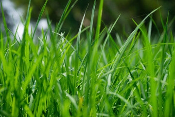 Green rice plants in the field