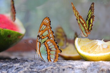 Xcaret, beautiful butterfly eating fruit in famous ecotourism park on the mexican Riviera Maya, Quintana Roo, Yucatan, Mexico. Soft focus.