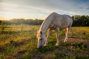 Fototapeta na wymiar horse in a field at sunset