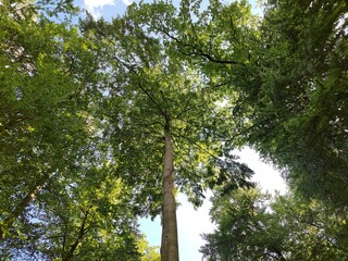 Hohe Buche