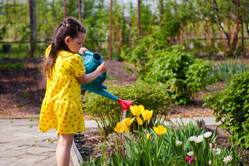 a cute girl in a yellow dress waters yellow tulips from a blue watering can in the backyard garden of the farm, a young gardener helps her parents outdoors.  © Юля Бурмистрова