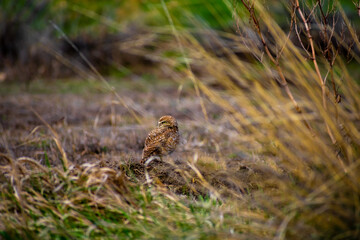 Small burrowing owl in Fort Collins, Colorado