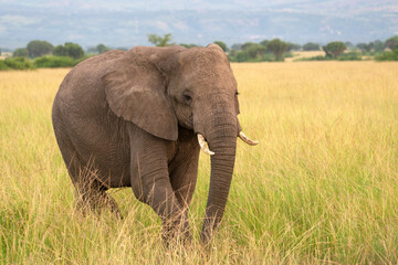 Obraz na płótnie Canvas African elephant, Loxodonta africana