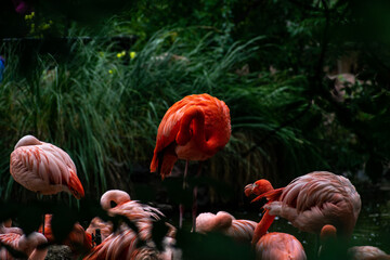flamingos in the lake