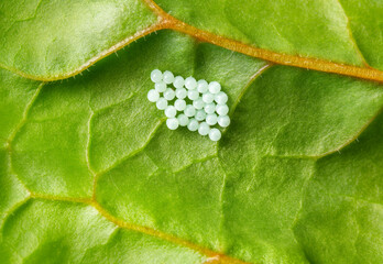 Stink bug eggs on underside of leaf, macro. Tiny white translucent egg clusters on a rainbow swiss...