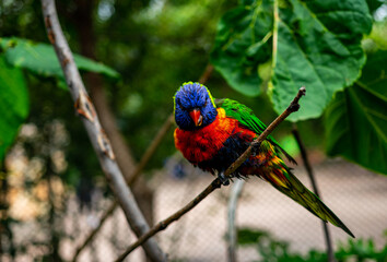 rainbow lorikeet parrot