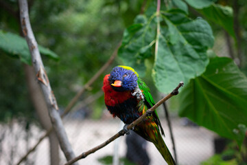 rainbow lorikeet on a branch