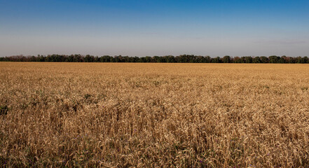 Russian wheat fields in the rays of the setting sun