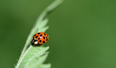 a small red ladybug sits on a green leaf in front of a green background in nature