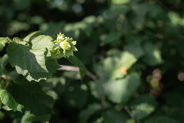 Unripe hazelnut on a branch in the garden in sunlight.