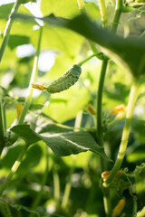 Small cucumber ripening on a plant in the garden in the sunshine, growing vegetables in the backyard.