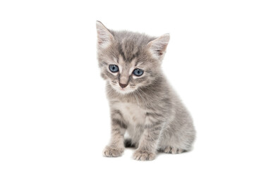 a striped purebred kitten sits on a white background
