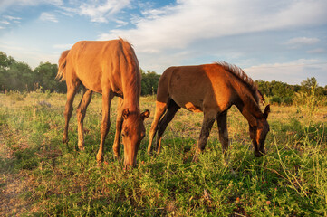 Golden horses at sunset