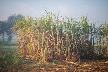 Sugarcane harvesting season, Sugarcane crop is ready to harvest.