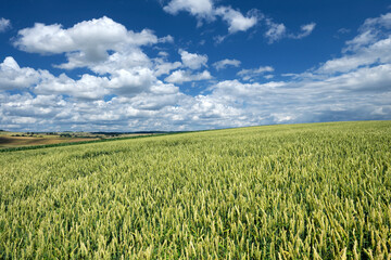 Getreidefeld im Sommer Anfang Juli bei Sonnenschein und blauer Himmel mit weißen Wolken und Panorama von Hügellandschaft auf dem Maifeld in der Eifel in Rheinland-Pfalz - Stockfoto